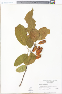 Halesia diptera image