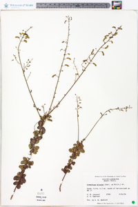 Desmodium obtusum image