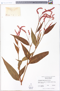 Polygonum densiflorum image