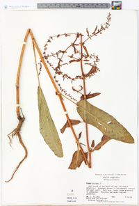 Rumex pulcher image