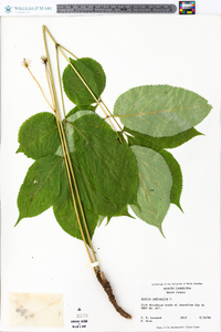 Aralia nudicaulis image