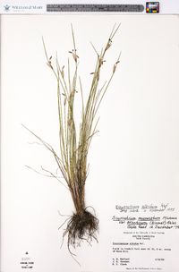 Sisyrinchium albidum image