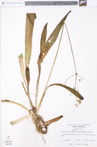 Sagittaria graminea image