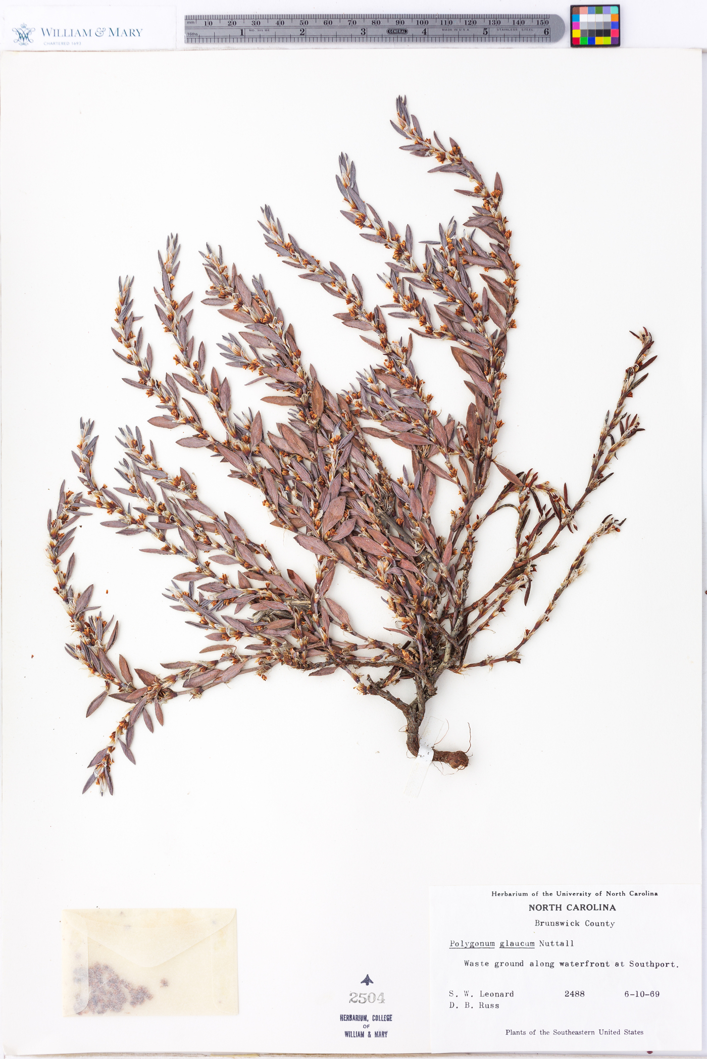 Polygonum glaucum image