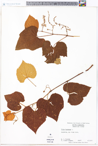 Vitis labrusca image