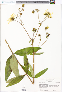 Silphium asteriscus var. trifoliatum image