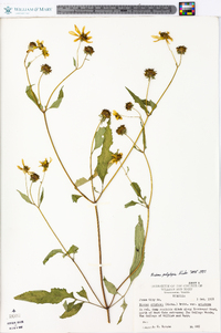 Bidens polylepis image