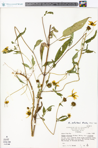 Bidens polylepis image