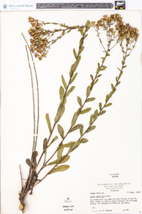 Aster gracilis image