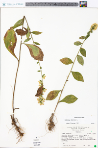 Solidago bicolor image