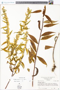 Solidago caesia var. caesia image