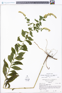 Solidago rugosa var. rugosa image