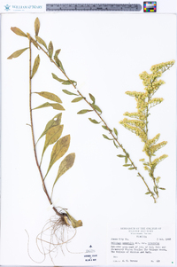 Solidago nemoralis var. nemoralis image