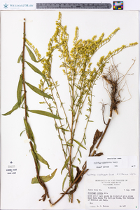 Solidago pinetorum image