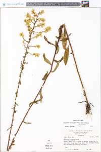 Solidago erecta image