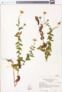 Symphyotrichum patens image