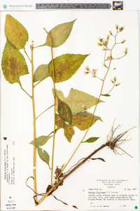 Lactuca floridana image