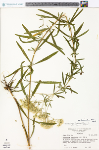 Eupatorium hyssopifolium image