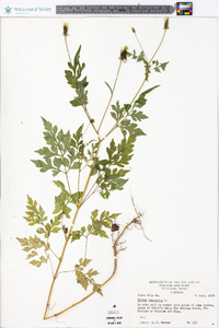 Bidens bipinnata image