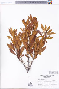 Morella cerifera image