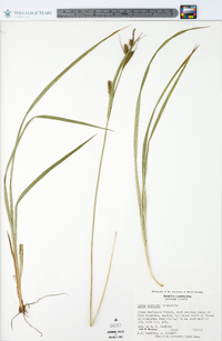 Carex scabrata image