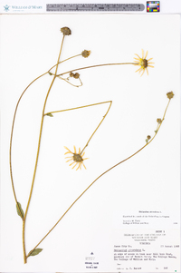 Helianthus atrorubens image