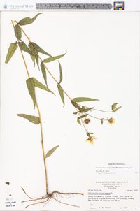 Helianthus divaricatus image