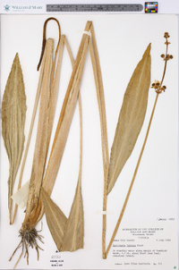 Sagittaria falcata image