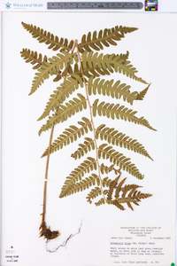 Dryopteris celsa image