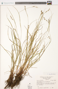 Carex swanii image