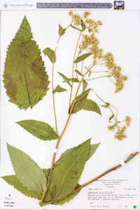 Parthenium integrifolium image