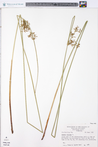 Juncus effusus var. pylaei image