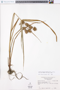 Cyperus lancastriensis image