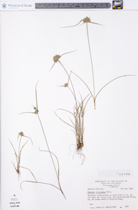 Cyperus filiculmis image