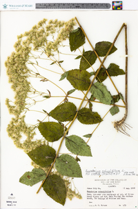 Eupatorium rotundifolium var. ovatum image