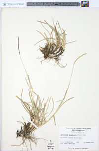 Eremochloa ophiuroides image