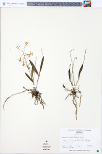 Epidendrum conopseum image