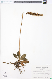 Goodyera pubescens image