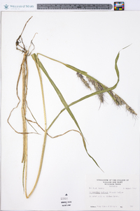 Echinochloa walteri image