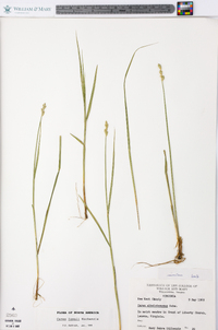 Carex albolutescens image