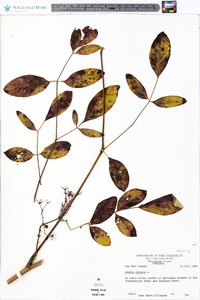 Aralia spinosa image