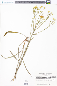 Heterotheca graminifolia image