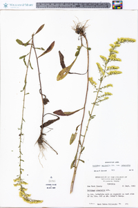 Solidago nemoralis var. nemoralis image