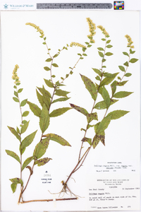 Solidago rugosa var. rugosa image