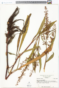 Rumex verticillatus image