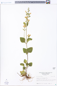 Scutellaria elliptica image