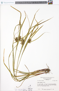 Carex grayi image