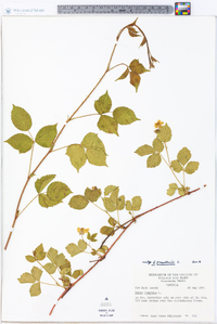 Rubus flagellaris image