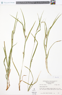 Carex grisea image