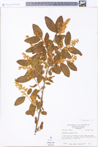 Ligustrum sinense image